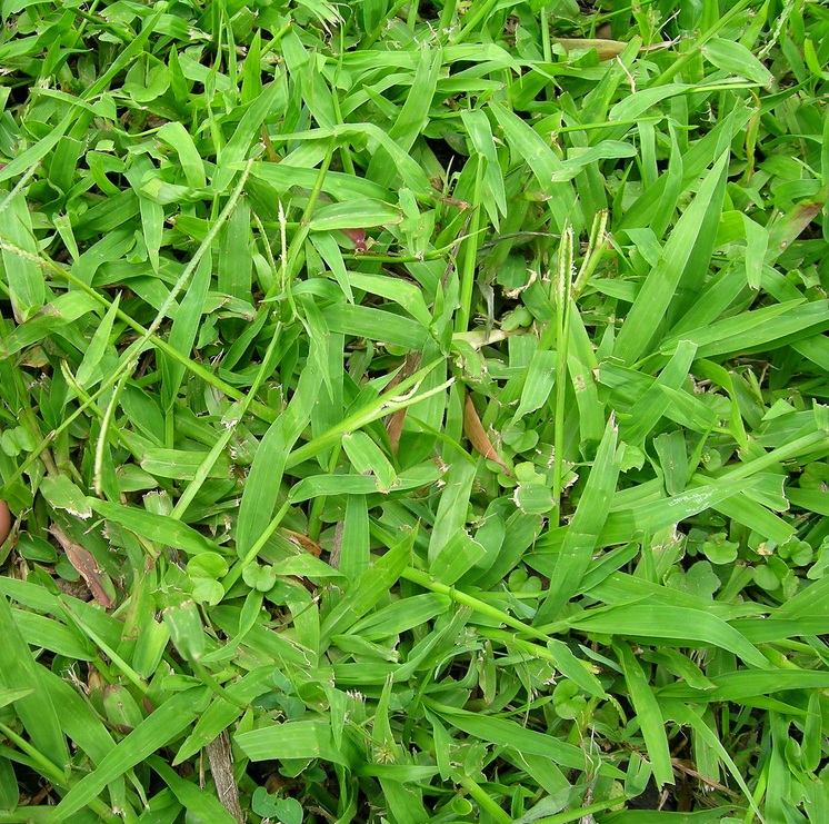 Paspalum conjugatum